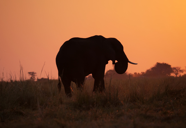 Elefant Sonnenuntergang