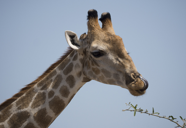 Namibische Giraffe