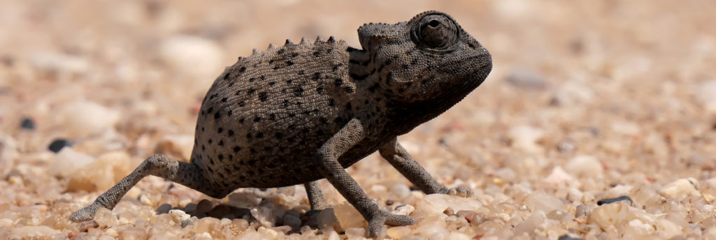 Namibias Tierwelten groß und klein